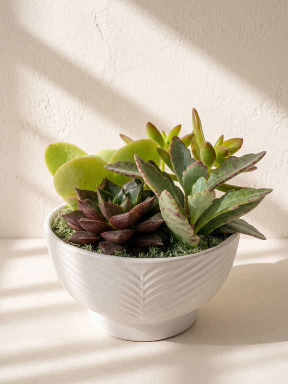 SUCCULENT PLANT DISHGARDEN IN DECO POT